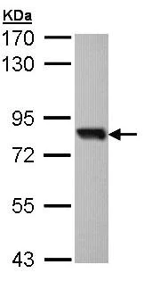 Western blot - Anti-SOX13 antibody (AB96776)