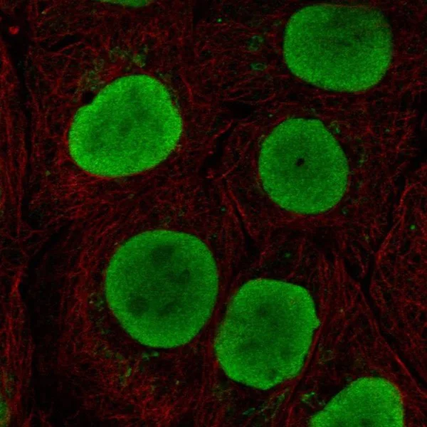 Immunocytochemistry/ Immunofluorescence - Anti-SOX15 antibody - C-terminal (AB222024)