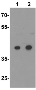 Western blot - Anti-SOX17 antibody (AB191699)
