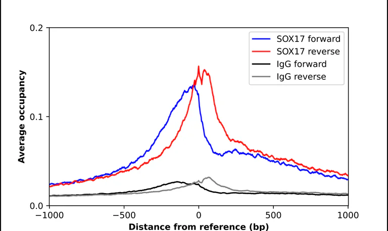 ChIP - Anti-SOX17 Antibody (AB327269)