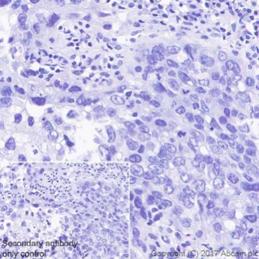 Immunohistochemistry (Formalin/PFA-fixed paraffin-embedded sections) - Anti-SOX17 antibody [EPR20684] (AB224637)