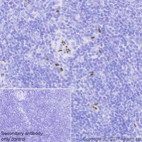 Immunohistochemistry (Formalin/PFA-fixed paraffin-embedded sections) - Anti-SOX17 antibody [EPR20684] (AB224637)