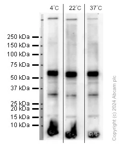 Western blot - Anti-SOX17 antibody [EPR20684] (AB224637)