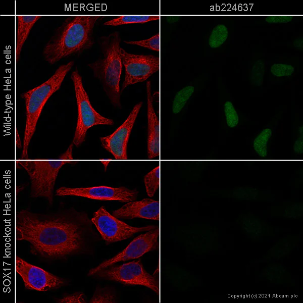 Immunocytochemistry/ Immunofluorescence - Anti-SOX17 antibody [EPR20684] - BSA and Azide free (AB226862)