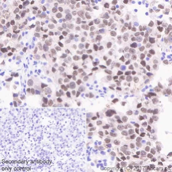 Immunohistochemistry (Formalin/PFA-fixed paraffin-embedded sections) - Anti-SOX17 antibody [EPR20684] - BSA and Azide free (AB226862)
