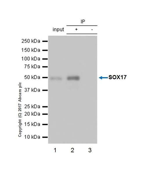 Immunoprecipitation - Anti-SOX17 antibody [EPR20684] - BSA and Azide free (AB226862)