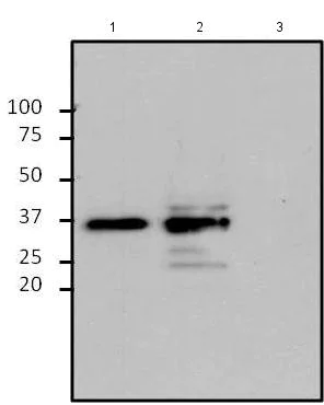 Western blot - Anti-SOX2 antibody [20G5] (AB171380)