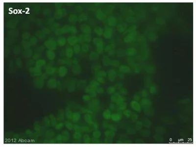 Immunocytochemistry/ Immunofluorescence - Anti-SOX2 antibody [9-9-3] (AB79351)