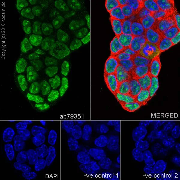 Immunocytochemistry/ Immunofluorescence - Anti-SOX2 antibody [9-9-3] - BSA and Azide free (AB264112)