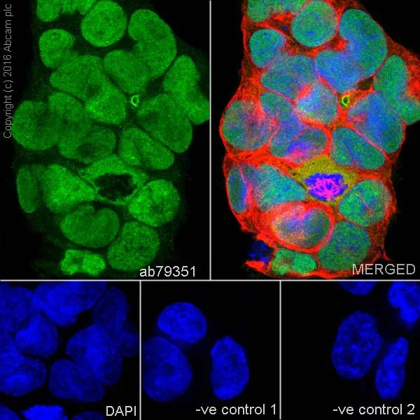 Immunocytochemistry/ Immunofluorescence - Anti-SOX2 antibody [9-9-3] - BSA and Azide free (AB264112)