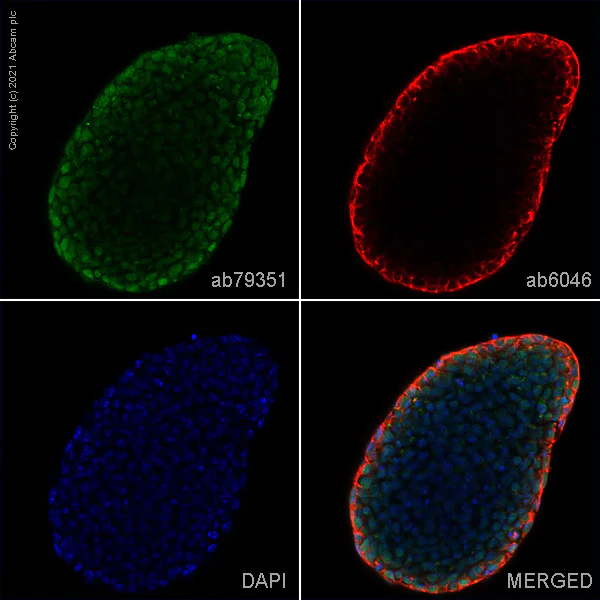 Immunocytochemistry/ Immunofluorescence - Anti-SOX2 antibody [9-9-3] - BSA and Azide free (AB264112)
