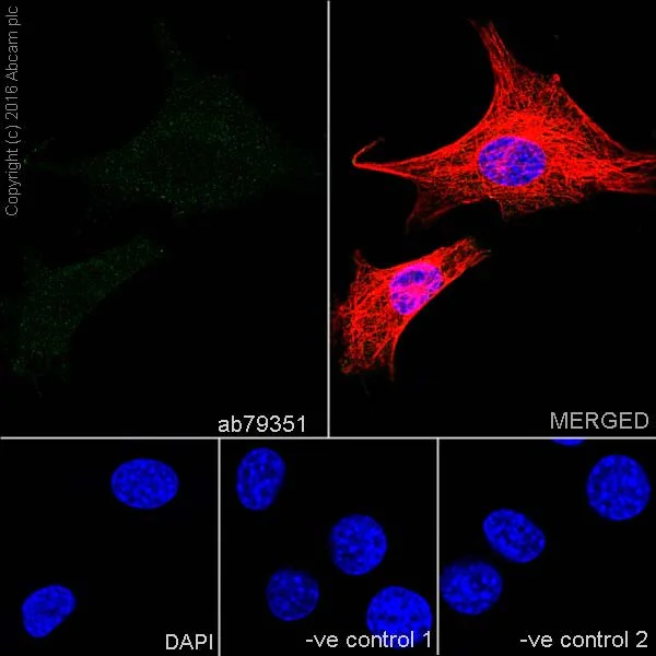 Immunocytochemistry/ Immunofluorescence - Anti-SOX2 antibody [9-9-3] - BSA and Azide free (AB264112)