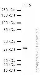 Western blot - Anti-SOX2 antibody [9-9-3] - BSA and Azide free (AB264112)