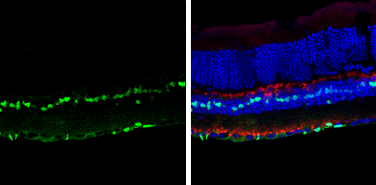 Immunohistochemistry (Frozen sections) - Anti-SOX2 antibody (ab137385), expandable thumbnail