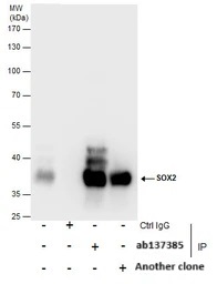 Immunoprecipitation - Anti-SOX2 antibody (ab137385), expandable thumbnail