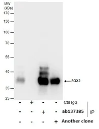 Immunoprecipitation - Anti-SOX2 antibody (AB137385)