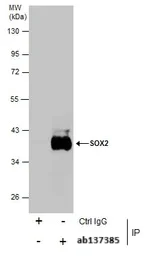 Immunoprecipitation - Anti-SOX2 antibody (AB137385)