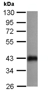 Western blot - Anti-SOX2 antibody (ab137385), expandable thumbnail