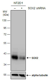 Western blot - Anti-SOX2 antibody (AB137385)