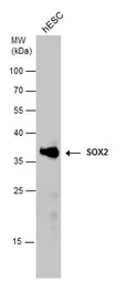 Western blot - Anti-SOX2 antibody (AB137385)