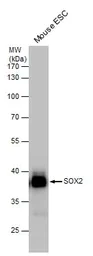 Western blot - Anti-SOX2 antibody (AB137385)