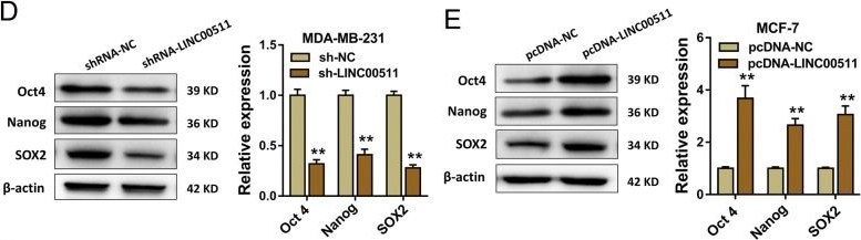 Western blot - Anti-SOX2 antibody (ab137385), expandable thumbnail