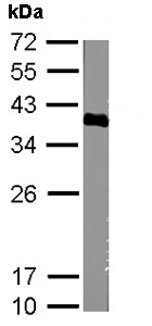 Western blot - Anti-SOX2 antibody (AB137385), expandable thumbnail