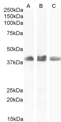 Western blot - Anti-SOX2 antibody (AB239218)
