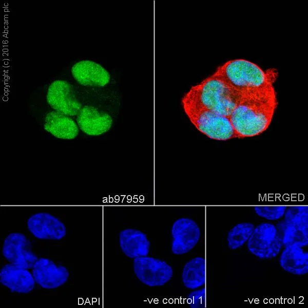 Anti-SOX2 antibody. Rabbit polyclonal (ab97959) | Abcam