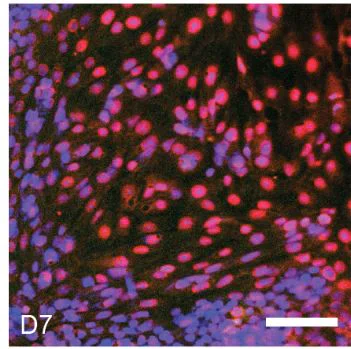 Anti-SOX2 antibody. Rabbit polyclonal (ab97959) | Abcam
