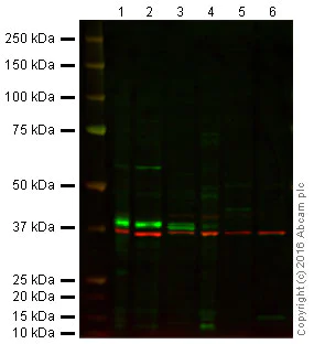 Western blot - Anti-SOX2 antibody (AB97959)