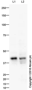 Western blot - Anti-SOX2 antibody (AB97959)