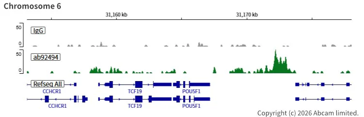 ChIC/CUT&RUN sequencing - Anti-SOX2 antibody [EPR3131] (AB92494)