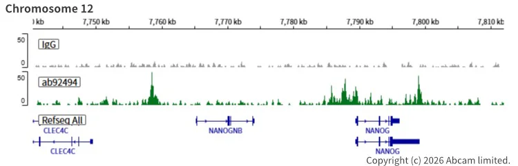 ChIC/CUT&RUN sequencing - Anti-SOX2 antibody [EPR3131] (AB92494)