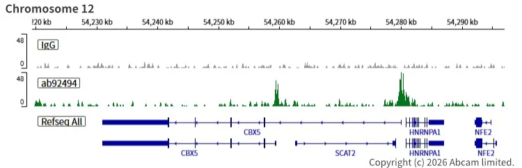 ChIC/CUT&RUN sequencing - Anti-SOX2 antibody [EPR3131] (AB92494)