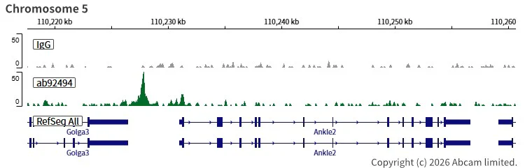 ChIC/CUT&RUN sequencing - Anti-SOX2 antibody [EPR3131] (AB92494)
