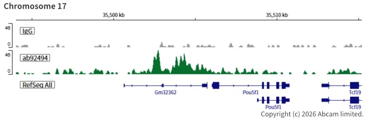 ChIC/CUT&RUN sequencing - Anti-SOX2 antibody [EPR3131] (AB92494)