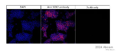 Immunocytochemistry - Anti-SOX2 antibody [EPR3131] (AB92494)