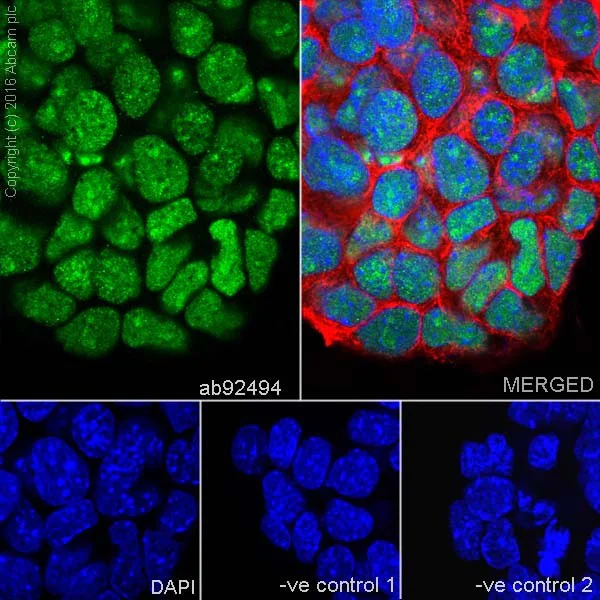 Anti-SOX2 antibody [EPR3131] Rabbit monoclonal (ab92494) | Abcam