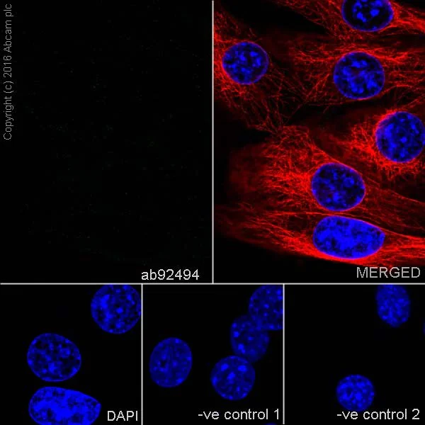 Immunocytochemistry/ Immunofluorescence - Anti-SOX2 antibody [EPR3131] (AB92494)