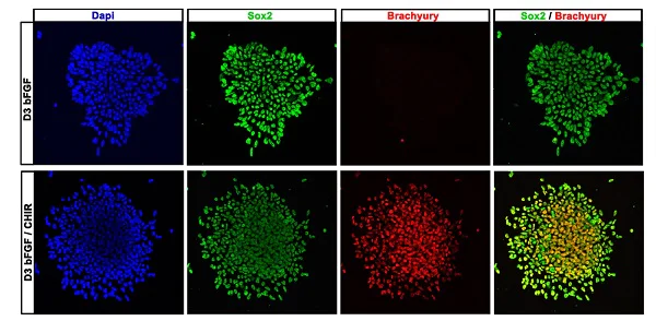 Immunocytochemistry/ Immunofluorescence - Anti-SOX2 antibody [EPR3131] (AB92494)