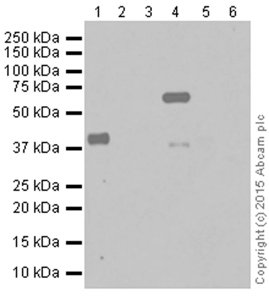Western blot - Anti-SOX2 antibody [EPR3131] (AB92494)