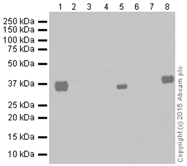 Western blot - Anti-SOX2 antibody [EPR3131] (AB92494)