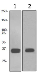 Western blot - Anti-SOX2 antibody [EPR3131] (AB92494)