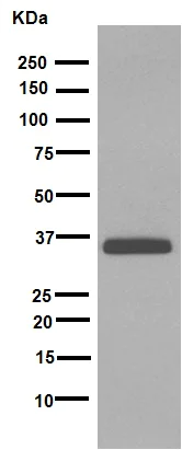 Western blot - Anti-SOX2 antibody [EPR3131] (AB92494)