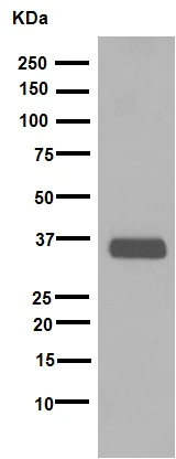 Western blot - Anti-SOX2 antibody [EPR3131] (AB92494)