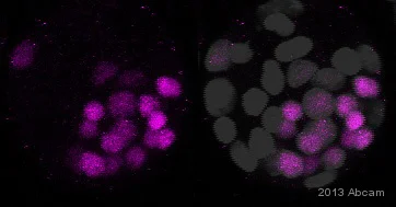 IHC - Wholemount - Anti-SOX2 antibody [EPR3131] - BSA and Azide free (AB215970)