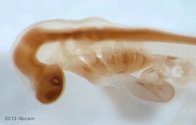 IHC - Wholemount - Anti-SOX2 antibody [EPR3131] - BSA and Azide free (AB215970)