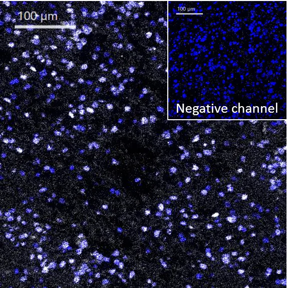 Mass Cytometry - Anti-SOX2 antibody [EPR3131] - BSA and Azide free (AB215970)