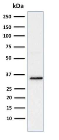 Western blot - Anti-SOX2 antibody [SOX2/1791] (AB218520)